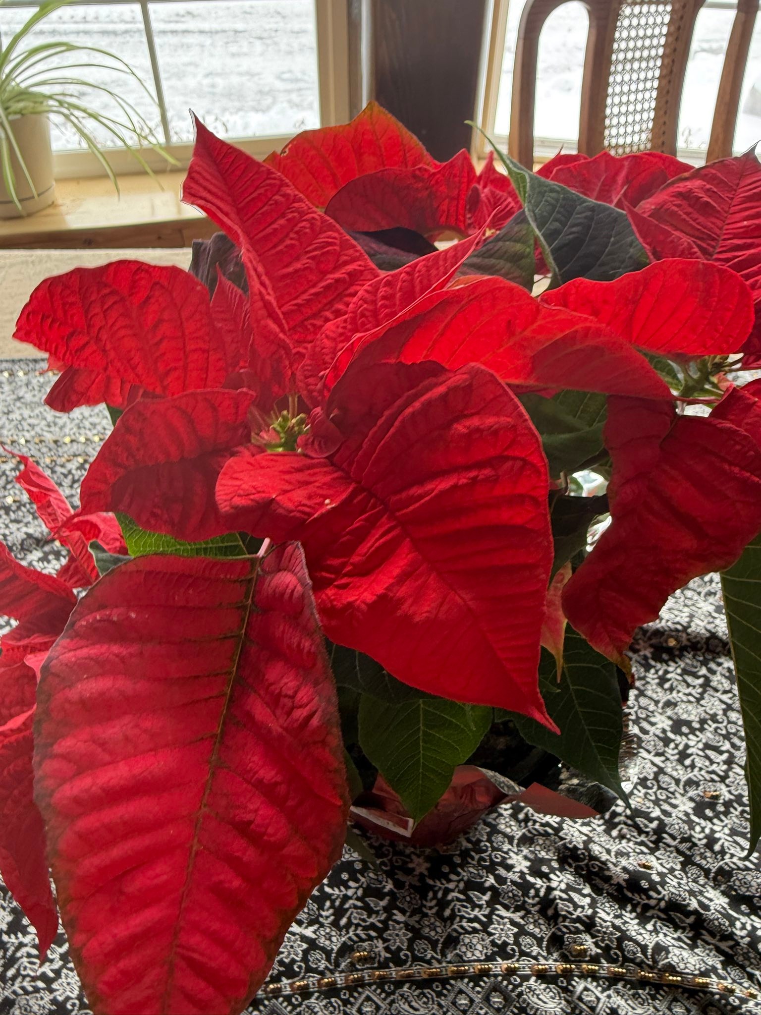 Somebody knows how much flowers bring me joy!! Thanks Bob!!