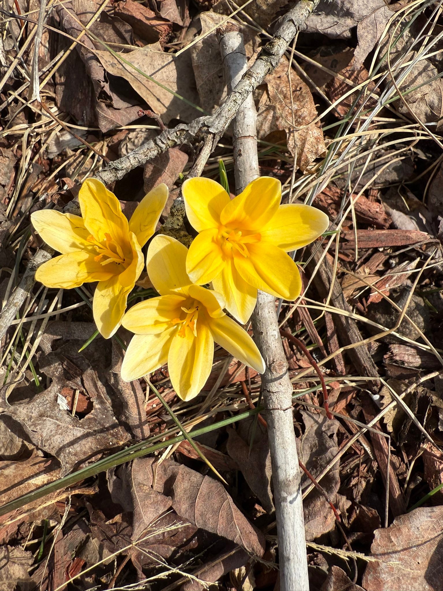 The joyous signs of spring!!